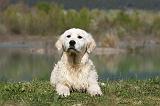 GOLDEN RETRIEVER 908